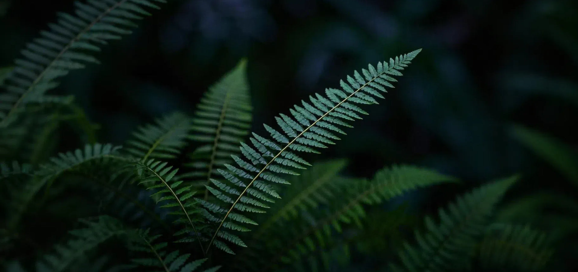 image-slide